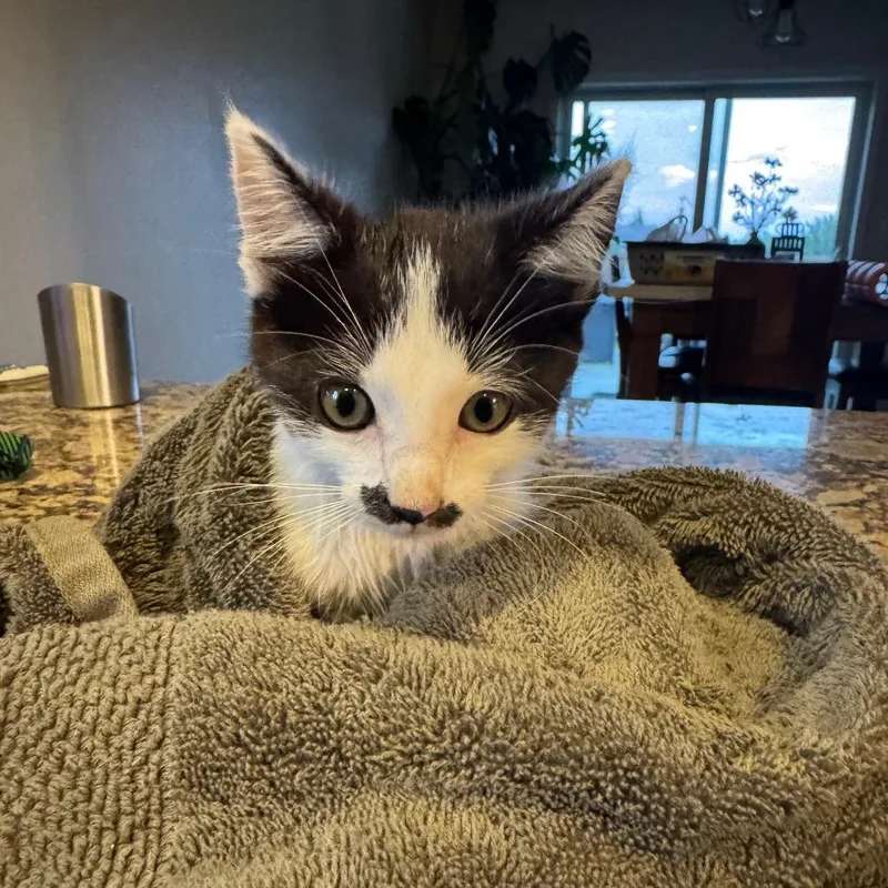 A baby small-sized female Black Domestic Short Hair cat named Miss Stash for adoption in Rochester, MN