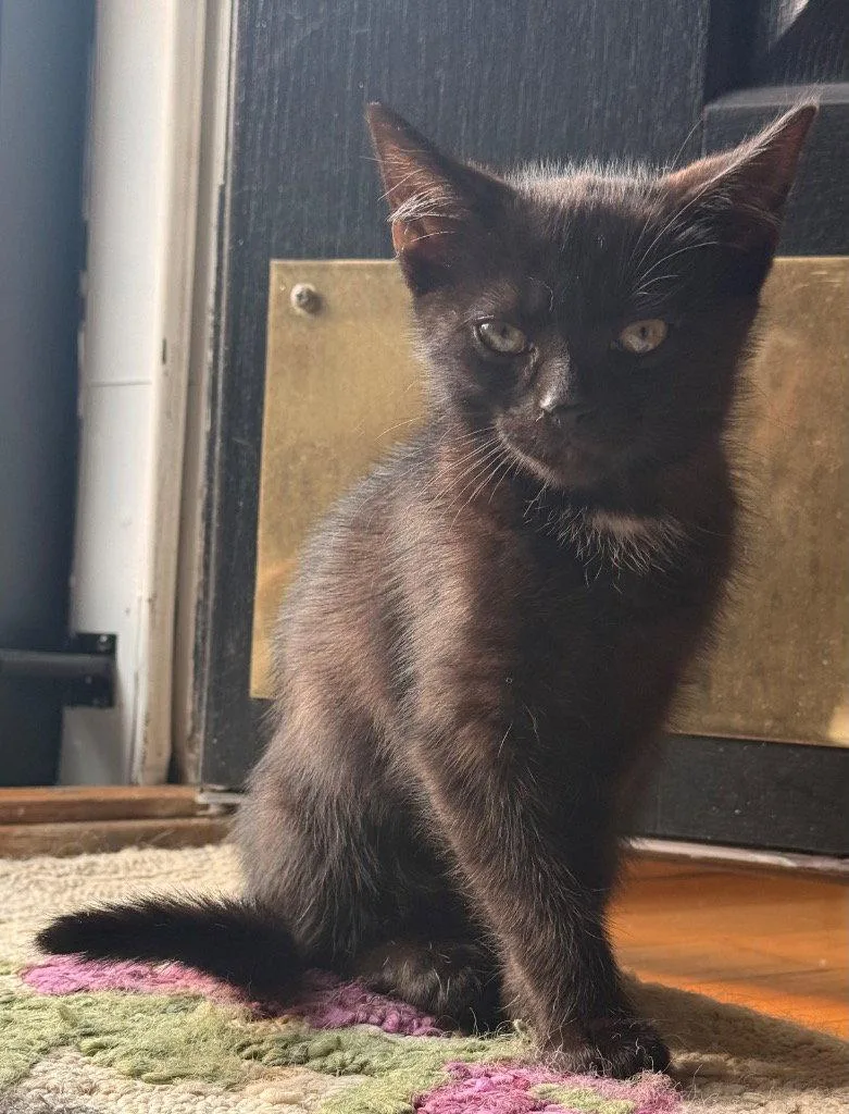 A young medium-sized female Black Domestic Short Hair cat named Bean for adoption in Garner, NC