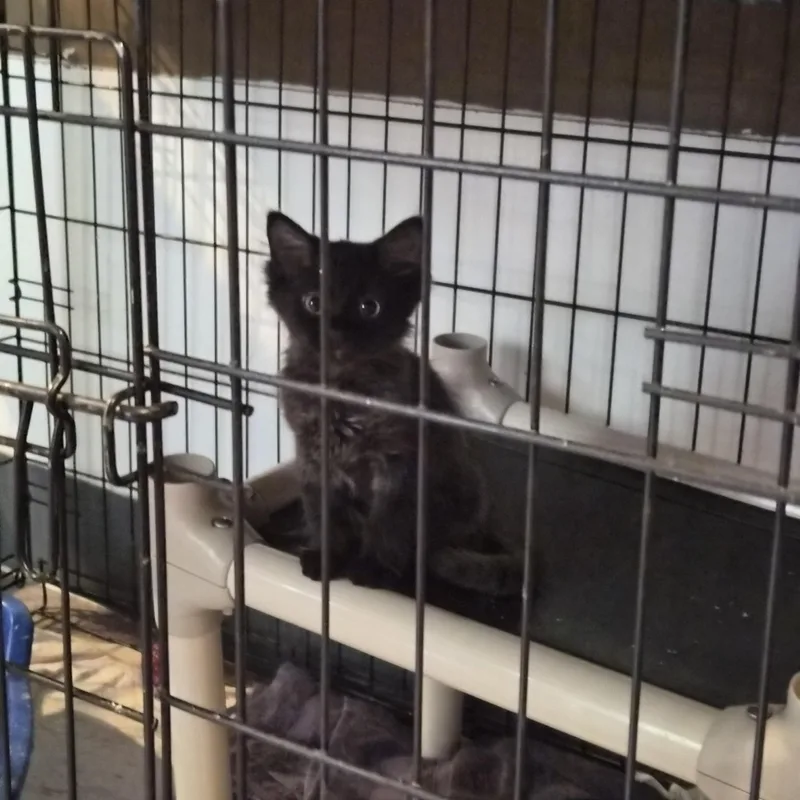 A baby medium-sized male Black Domestic Medium Hair cat named Tiny for adoption in Greeley, CO