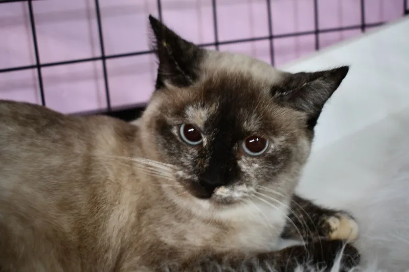 Clawdeen thumbnail 2