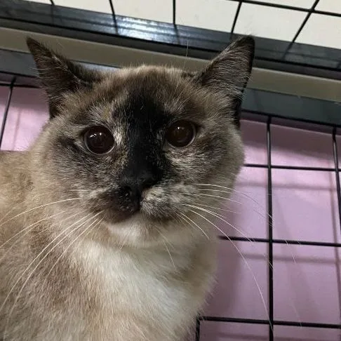 Clawdeen thumbnail 3