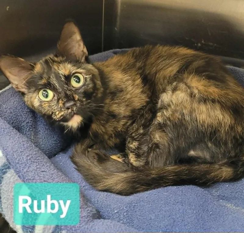 A young medium-sized female Domestic Short Hair cat named Ruby for adoption in Richmond, IN