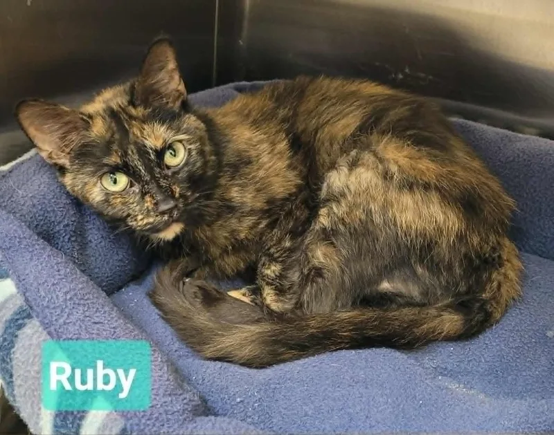 Ruby thumbnail 2