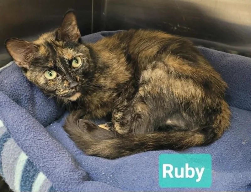 Ruby thumbnail 3