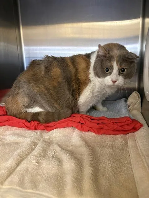 An adult medium-sized female Domestic Short Hair cat named Bubby for adoption in Castaic, CA
