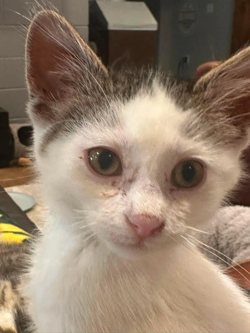 A baby medium-sized female Gray & White Domestic Short Hair cat named Clover for adoption in Sauk City, WI