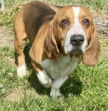 An adult medium-sized male Tricolor (Brown, Black, & White) Basset Hound dog named Bobby for adoption in Glasgow, KY