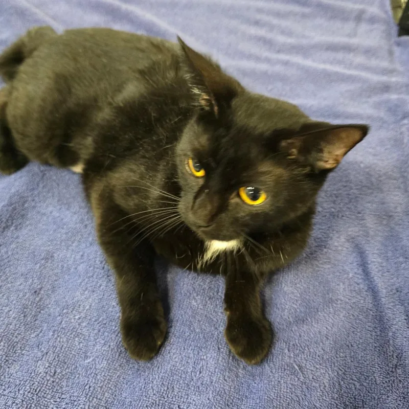 An adult medium-sized female Black Domestic Short Hair cat named Jenny for adoption in Williston, FL