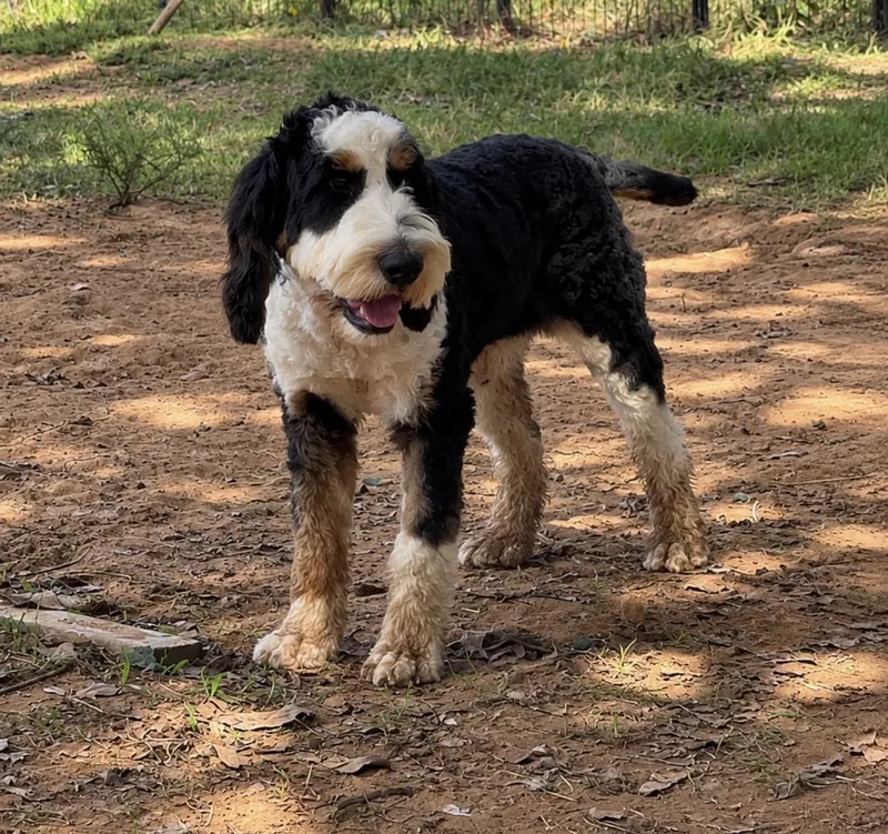A baby medium-sized male Tricolor (Brown, Black, & White) Miniature Poodle dog named Fritz for adoption in Pelham, NH
