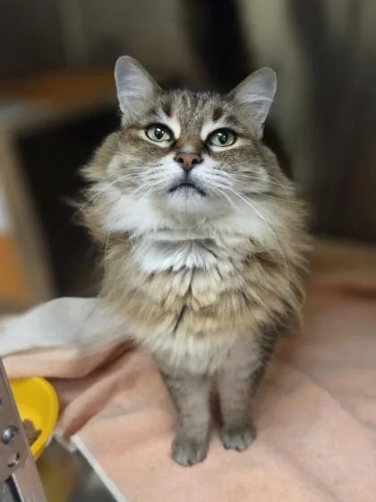 A senior large-sized female Domestic Medium Hair cat named Tahiti for adoption in Westland, MI