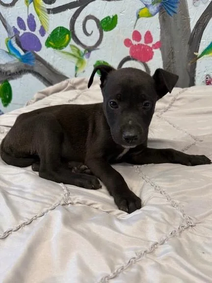 Priscilla thumbnail 2