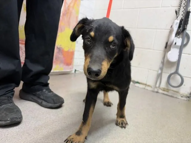 A young small-sized male Rottweiler dog named Riley for adoption in San Bernardino, CA