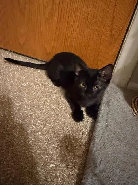 A young medium-sized female Domestic Short Hair cat named Lyra for adoption in Fort Collins, CO