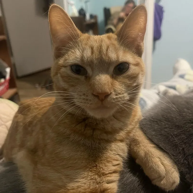 A young medium-sized male Orange / Red Domestic Short Hair cat named Carrot for adoption in East Brunswick, NJ