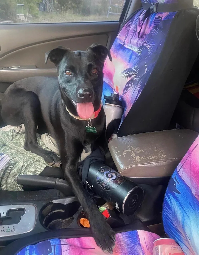 An adult medium-sized female Black Black Labrador Retriever dog named Super Salma! for adoption in Milwaukie, OR