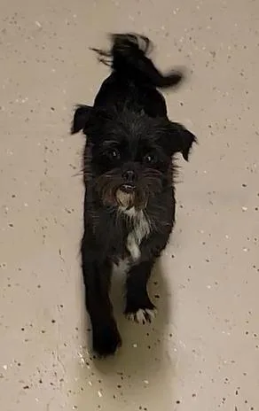 A young small-sized female Black Cairn Terrier dog named Daisy for adoption in Mount Sterling, KY