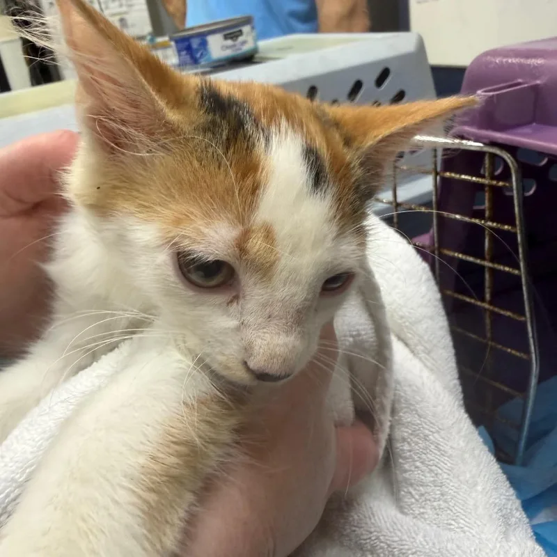 A baby small-sized female Domestic Medium Hair cat named Confetti for adoption in Galveston, TX