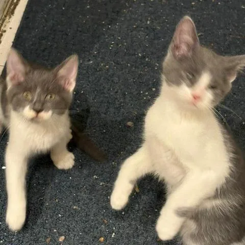 A baby small-sized female Gray / Blue / Silver Domestic Short Hair cat named Mungbean for adoption in Oak Park, IL