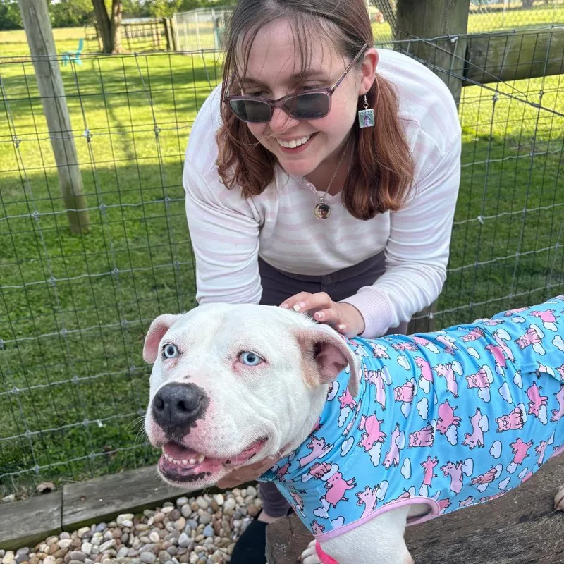 An adult large-sized female White / Cream Pit Bull Terrier dog named Kaly for adoption in Mooresville, IN