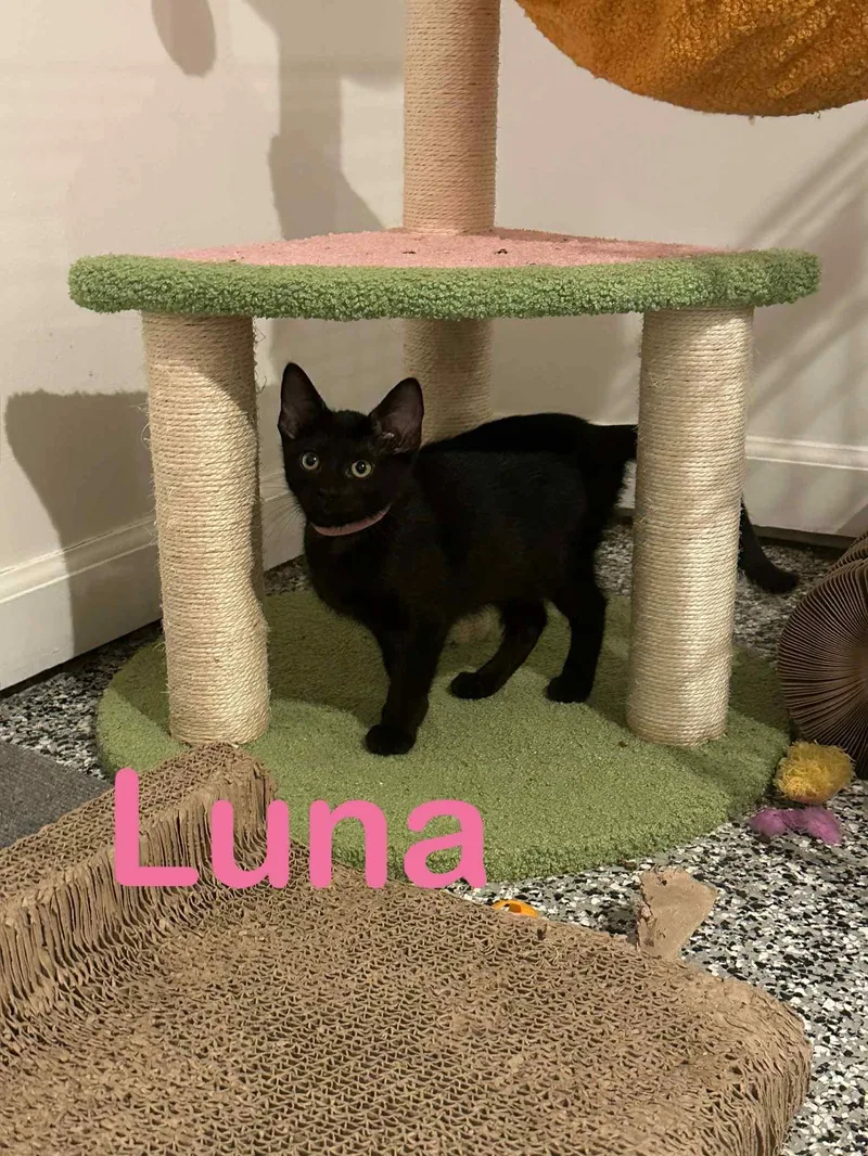 Luna