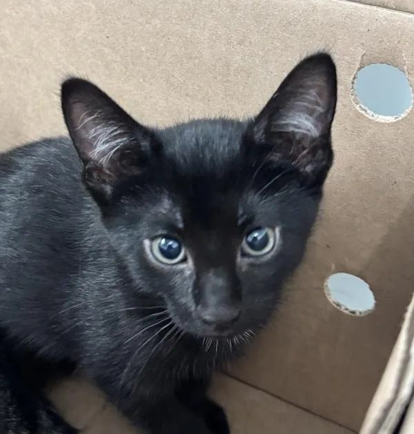 A baby small-sized female Domestic Short Hair cat named Toe Socks for adoption in Ridgewood, NY