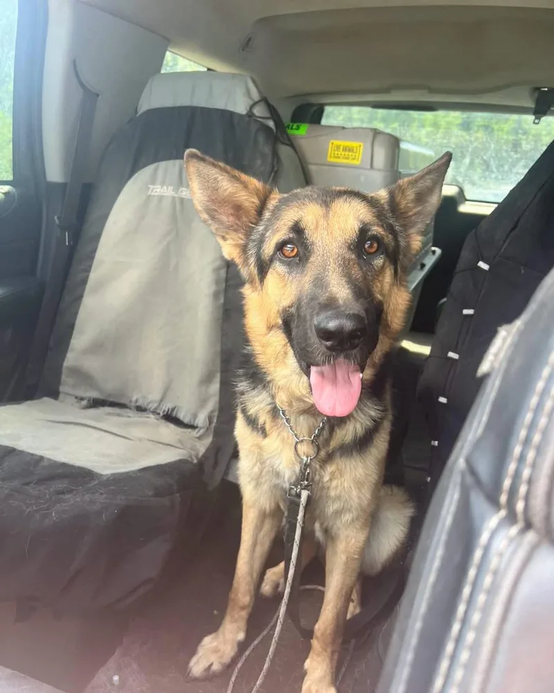 A young large-sized male Black German Shepherd Dog dog named Aspen for adoption in New Rochelle, NY