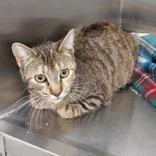 An adult medium-sized female Dilute Tortoiseshell Domestic Short Hair cat named Kansas for adoption in Lansing, MI