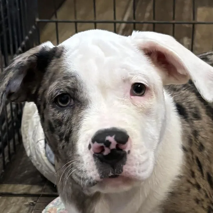 Blue Bell Gooseberry