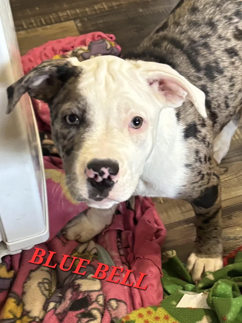 Blue Bell Gooseberry thumbnail 2