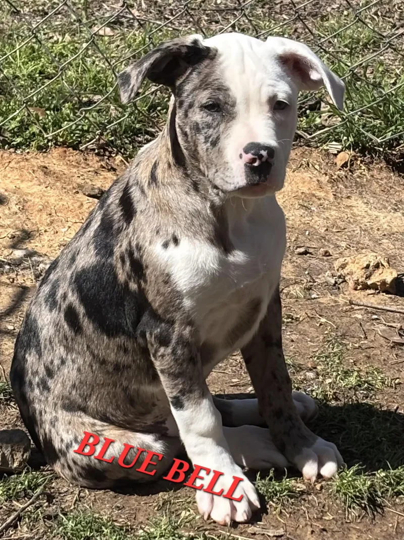 Blue Bell Gooseberry thumbnail 4