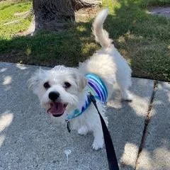 An adult small-sized male White / Cream Terrier dog named Benny for adoption in San Francisco, CA