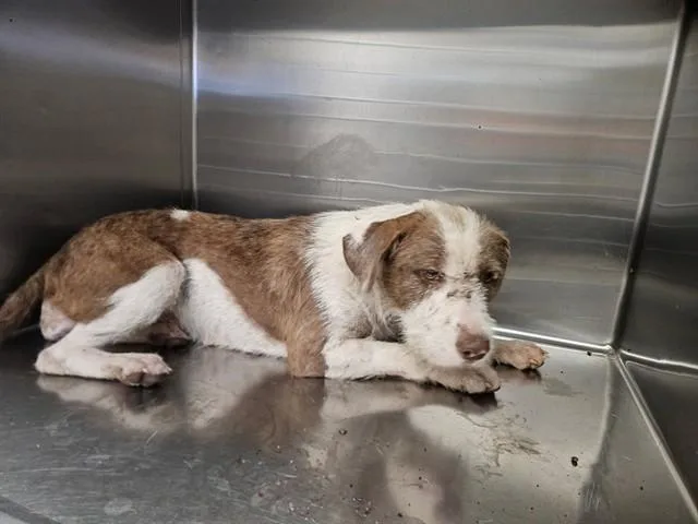A young medium-sized female Terrier dog named Lainey for adoption in Tucson, AZ
