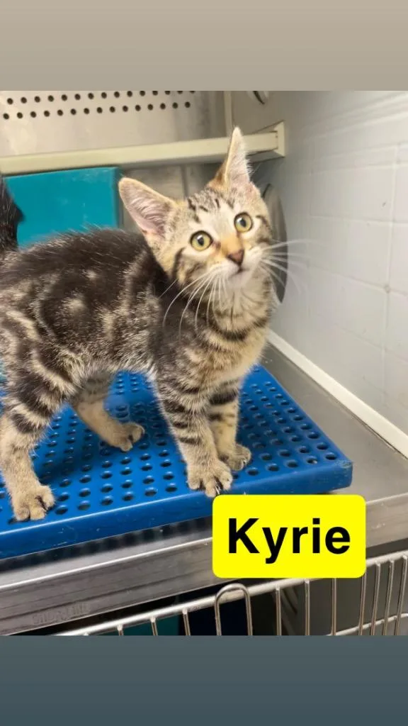 A baby small-sized female Domestic Short Hair cat named Kyrie for adoption in Mena, AR