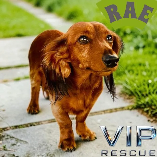 A young small-sized female Brown / Chocolate Dachshund (Miniature Long Haired) dog named Rae  Indian Rocks for adoption in Redington Beach, FL