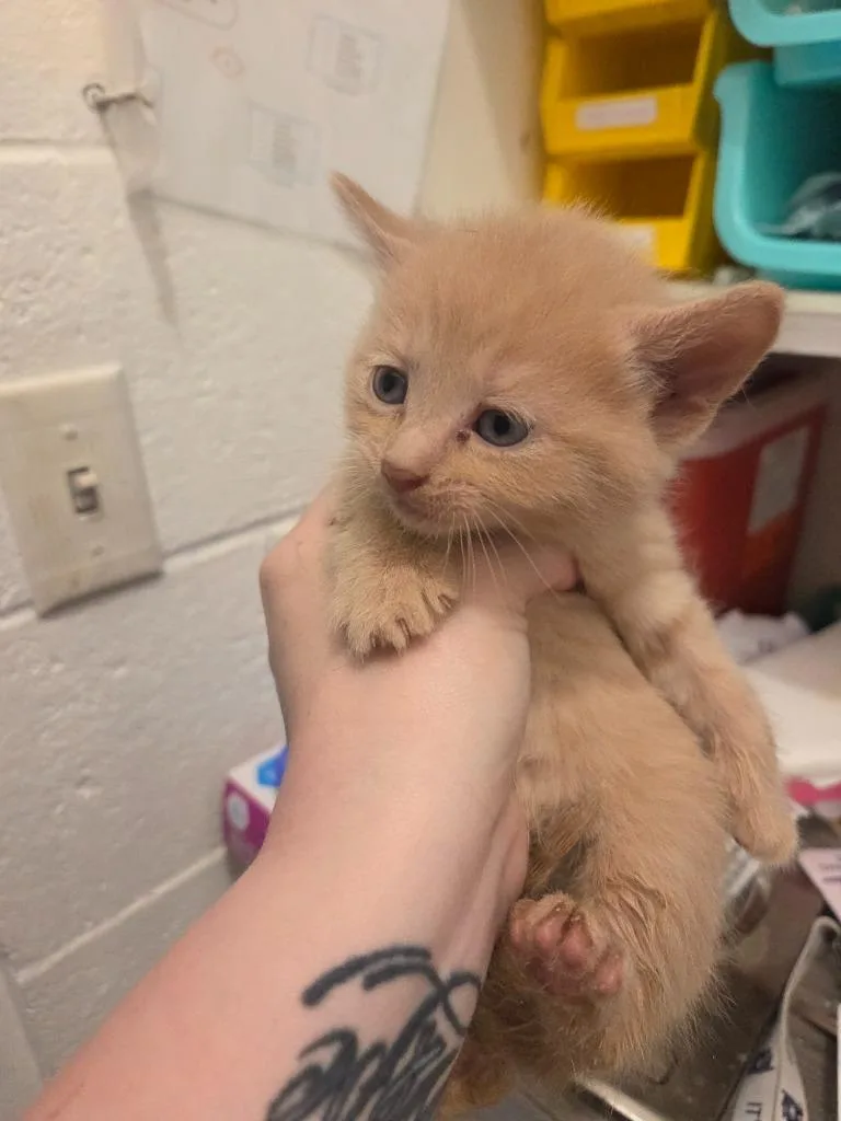 A baby medium-sized female Domestic Short Hair cat named Chanterelle for adoption in Johnson City, TN