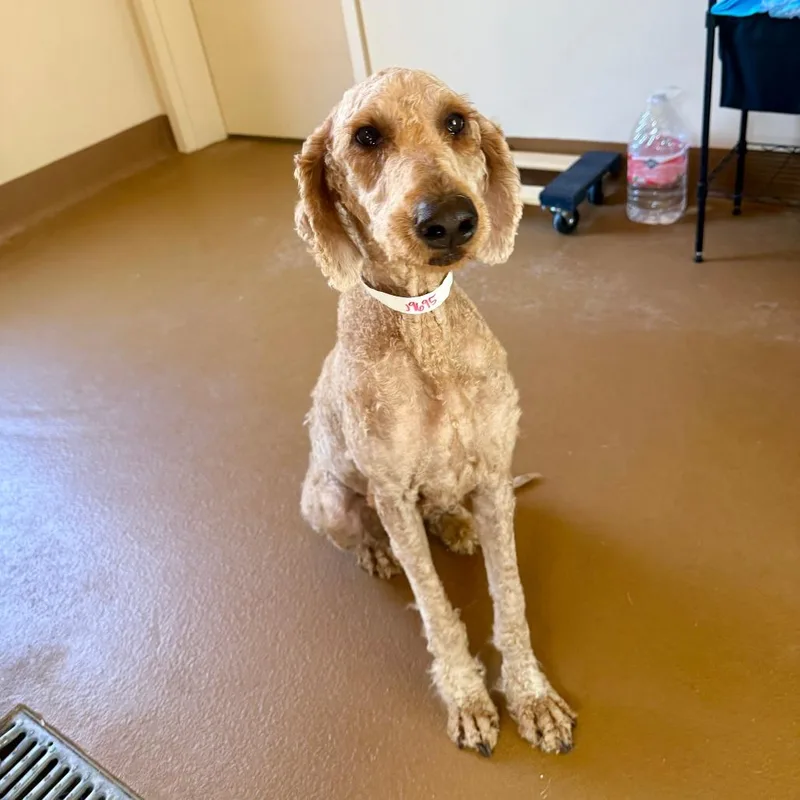 An adult medium-sized female Yellow / Tan / Blond / Fawn Poodle dog named Chloe for adoption in Agoura Hills, CA