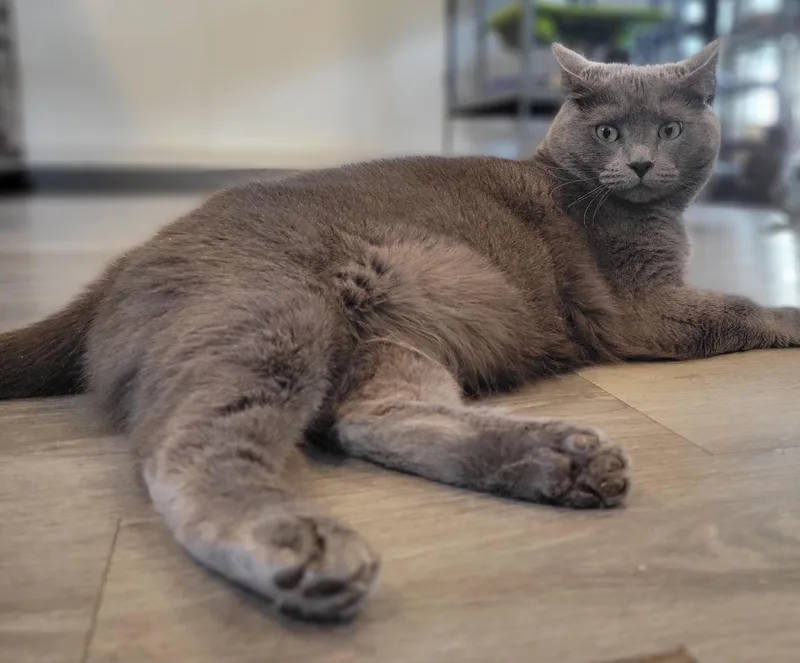 Sterling Heights thumbnail 3