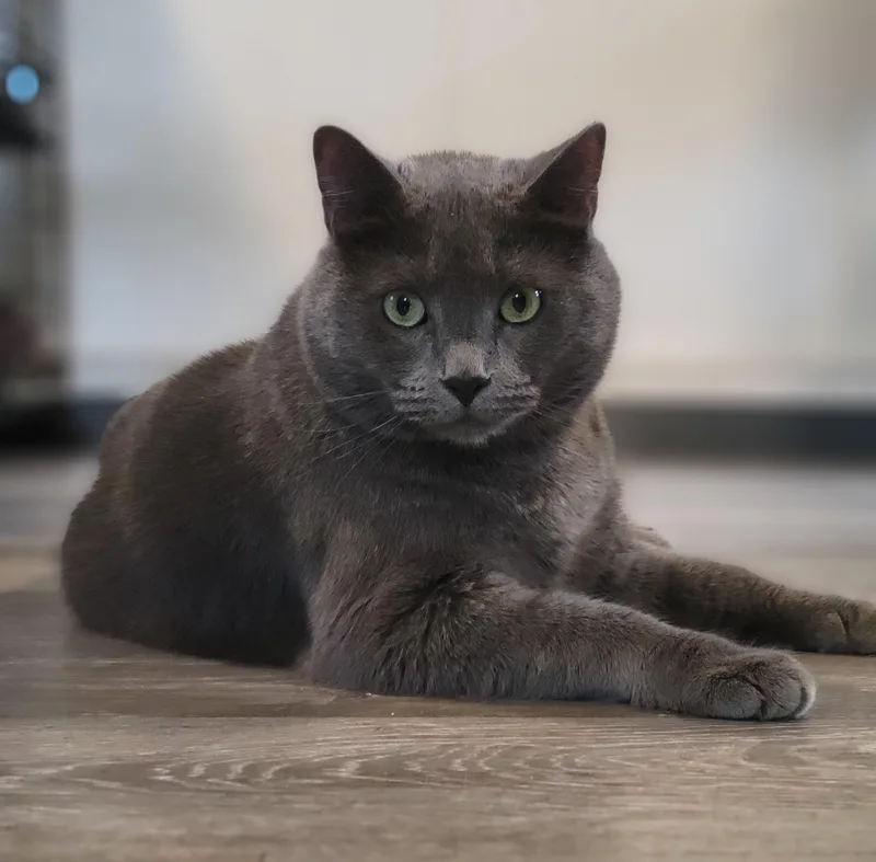 Sterling Heights thumbnail 4