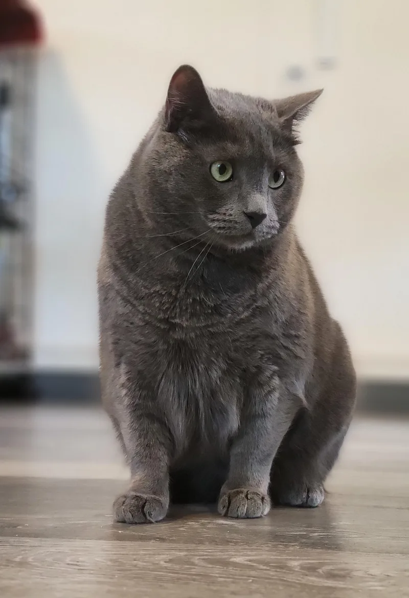 Sterling Heights thumbnail 5