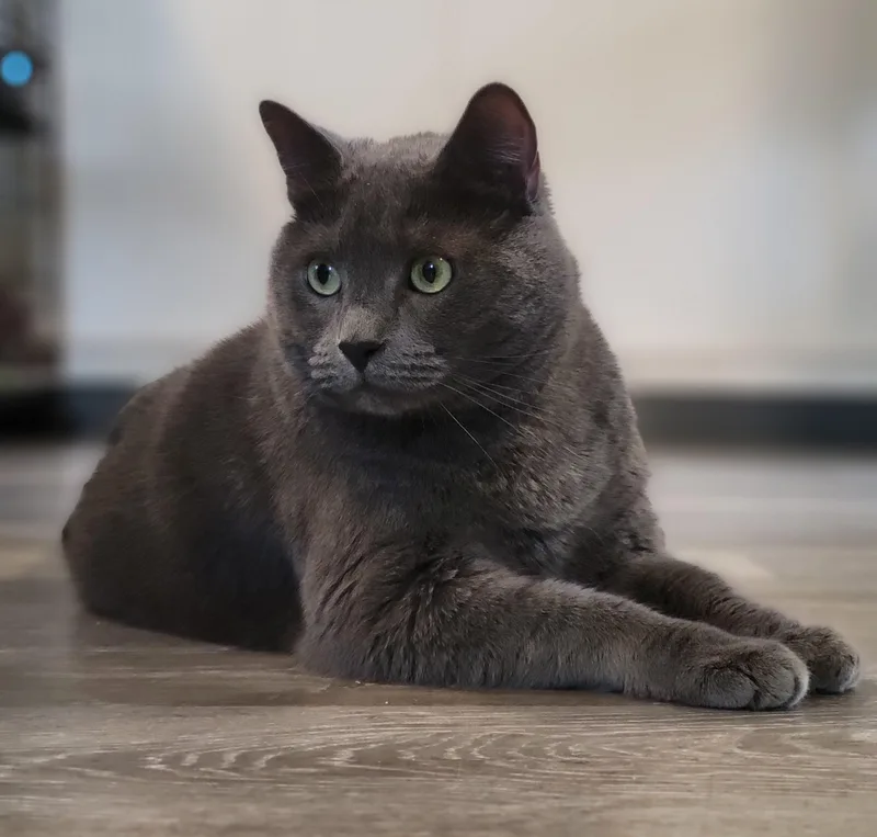 Sterling Heights thumbnail 6