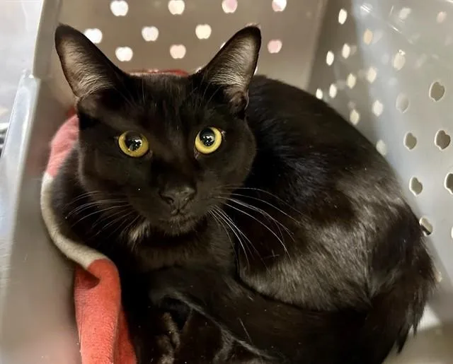 A young medium-sized male Domestic Short Hair cat named Loki for adoption in Springfield, MA