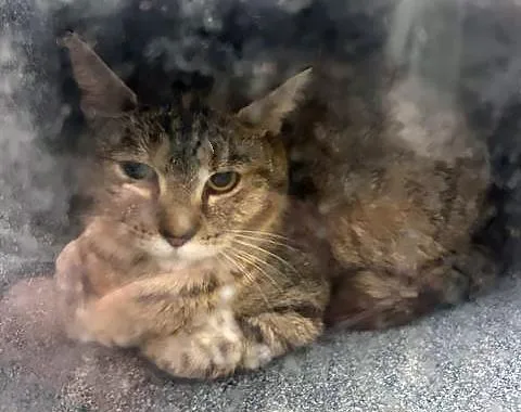 An adult medium-sized female Tabby (Gray / Blue / Silver) Domestic Short Hair cat named Jessica for adoption in Nashville, TN