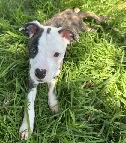 A baby medium-sized male Boxer dog named Crisco for adoption in Wilkesboro, NC