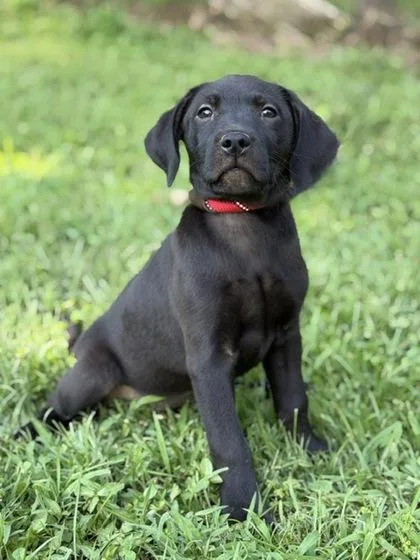 A baby large-sized female Labrador Retriever dog named Wish for adoption in Malvern, PA