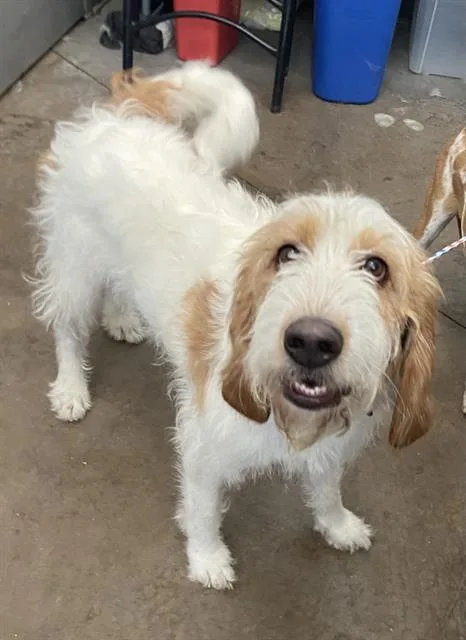 A young medium-sized female Mixed Breed dog named Tanya for adoption in Dallas, TX