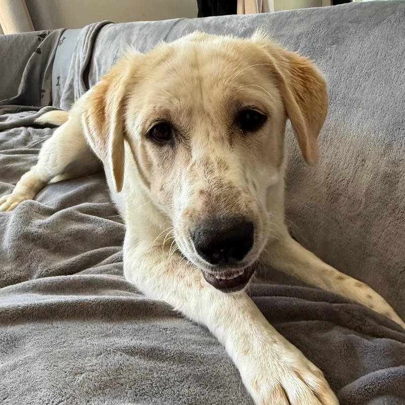 A young large-sized female White / Cream Great Pyrenees dog named Penny $ for adoption in Milwaukee, WI