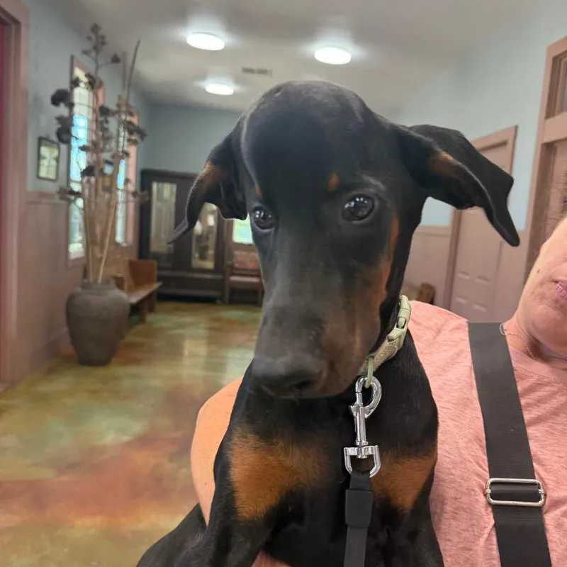A baby medium-sized female Doberman Pinscher dog named Teeny for adoption in Montgomery, TX