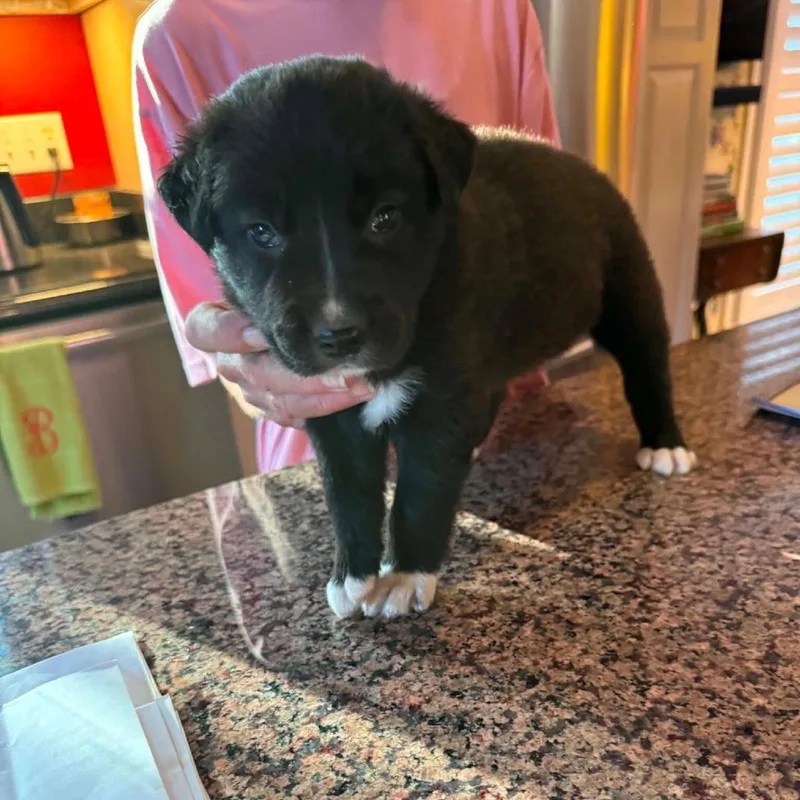 A baby medium-sized male Black Australian Shepherd dog named David for adoption in Alexandria, VA