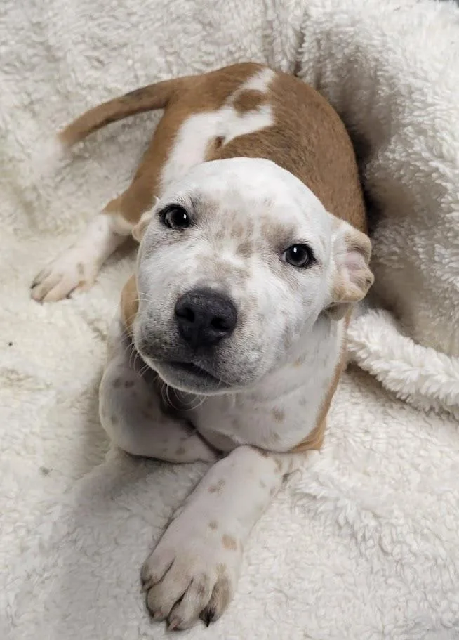 A baby large-sized male Yellow / Tan / Blond / Fawn Pit Bull Terrier dog named Gino for adoption in Lisbon, OH
