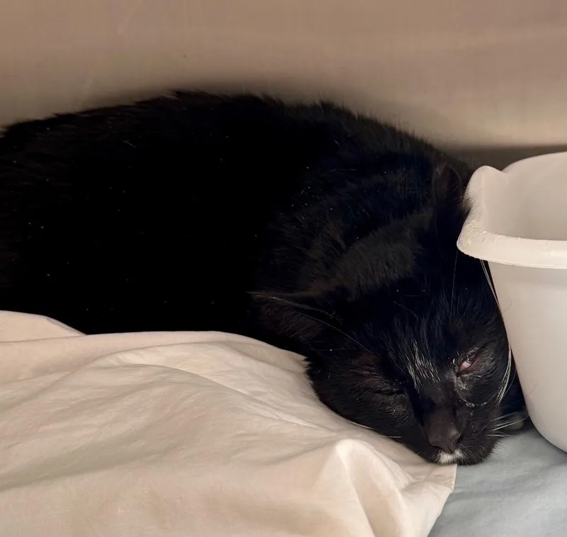 A young medium-sized male Domestic Short Hair cat named Chuck for adoption in Pomona, NY